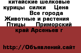 китайские шелковые курицы (силки) › Цена ­ 2 500 - Все города Животные и растения » Птицы   . Приморский край,Арсеньев г.